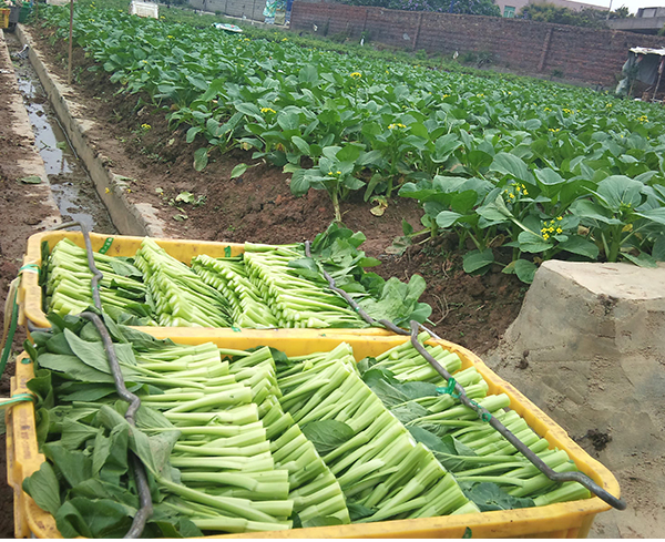 有機(jī)蔬菜種植的出產(chǎn)過程